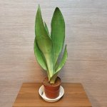 Sansevieria Trifasciata Moonshine – Zboží Dáma