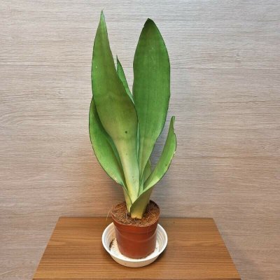 Sansevieria Trifasciata Moonshine – Zboží Dáma