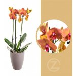 Orchidej Můrovec, Phalaenopsis Fuller Sunset, 2 výhony, oranžová – Zboží Dáma