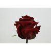 Květina Stabilizovaná růže - rudá