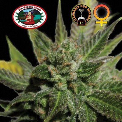 Big Buddha Seeds Big Buddha Cheese semena neobsahují THC 5 ks – Zboží Mobilmania
