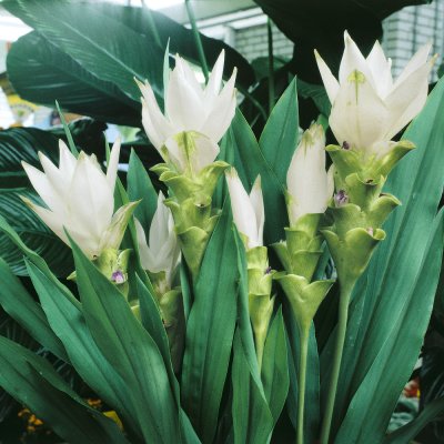 Kurkuma 'Alismatifolia White' – Zbozi.Blesk.cz