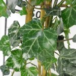 Hedera helix Prodejní velikost: 030/050, Velikost hrnku: 3 l