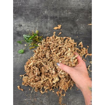 Mech - rašeliník 100 g – Zboží Dáma