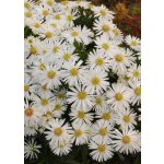 Aster dumosus SNOWSPRITE - hvězdnice keříčkovitá, astra – Hledejceny.cz