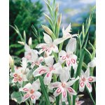 Mečík nanus 'Nymph' 5 ks – Hledejceny.cz