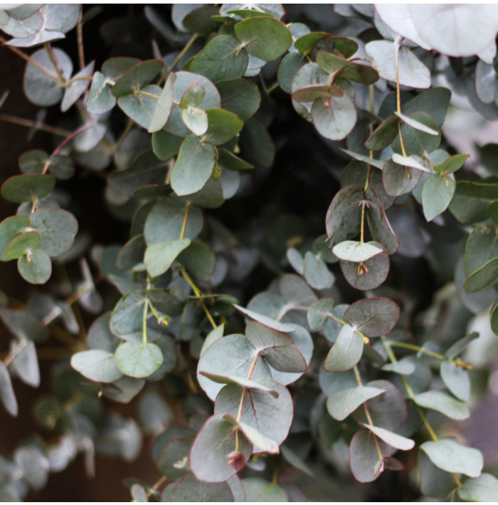 Eukalyptus guni - Eucalyptus gunnii - semena eukalyptu - 10 ks