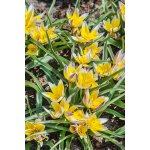 Tulipán 'Tarda dasystemon' 5 ks – Sleviste.cz