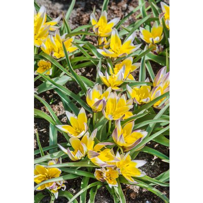 Tulipán 'Tarda dasystemon' 5 ks – Sleviste.cz