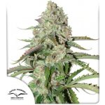 Dutch Passion AUTO Colorado Cookies semena neobsahují THC 3 ks – Sleviste.cz