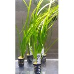 Vallisneria spiralis - Zákruticha šroubovitá – Hledejceny.cz