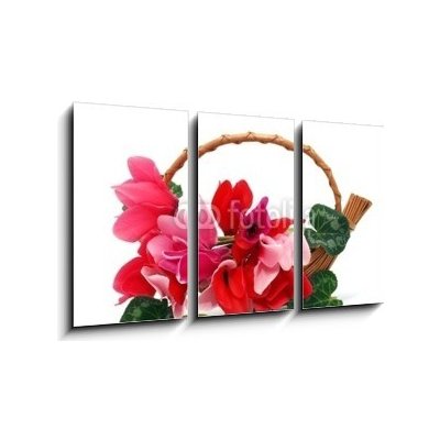 Obraz 3D třídílný - 90 x 50 cm - Colourful cyclamen flowers in the basket Barevné květy kylama v koši – Hledejceny.cz