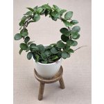 Hoya Mathilde na kruhu – Sleviste.cz