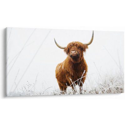 Obraz - Skotská kráva, jednodílný 120x70 cm – Hledejceny.cz