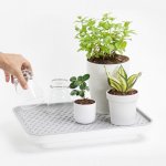 Qualy Design Zavlažovací/odkapávací podnos Oasis Tray 10309 – Zboží Mobilmania