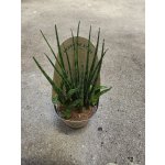 Sansevieria ‘Fernwood Punk’ – Zboží Dáma