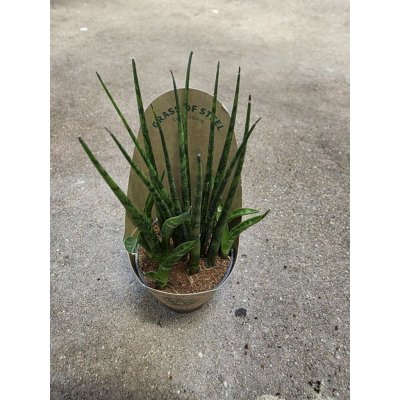 Sansevieria ‘Fernwood Punk’ – Zboží Dáma