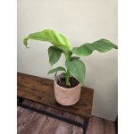 Musa Basjo, mrazuvdorný 17 cm – Hledejceny.cz