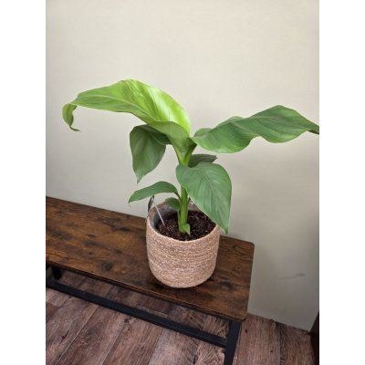 Musa Basjo, mrazuvdorný 17 cm – Hledejceny.cz
