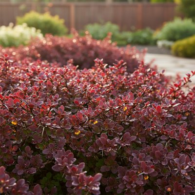 Agarden Dřišt'ál zakrslý Thunbergův 'Bagatelle' kontejner 4 L – Hledejceny.cz