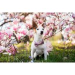 Vsepropejska Britain károvaný motýlek pro psa – Hledejceny.cz