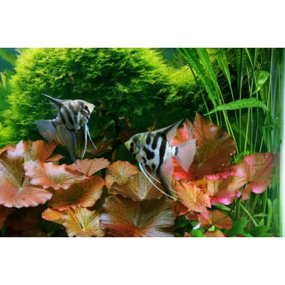 Nymphaea stellata - Leknín hvězdový – Zboží Dáma