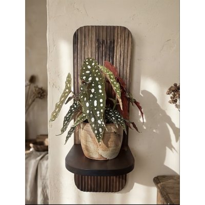 WoodenBotanery Nástěnná polička na květiny Unda akácie – Hledejceny.cz