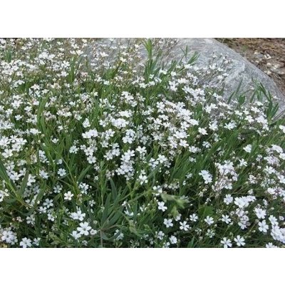 Gypsophila rep. 'Filou White' Velikost hrnku: 10,5cm – Sleviste.cz