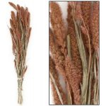 Setaria sušená zv. lososová 66x15x6CM – Hledejceny.cz