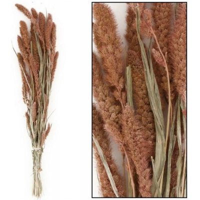 Setaria sušená zv. lososová 66x15x6CM – Hledejceny.cz