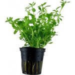 Bacopa compact – Sleviste.cz