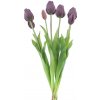 Květina Tulipán svazek 'Sally' x7 fialový (aubergine) V47 cm (N870178)