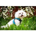 Vsepropejska Vrony sportovní kšíry pro psa – Zboží Dáma