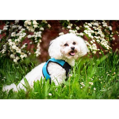 Vsepropejska Vrony sportovní kšíry pro psa – Zboží Dáma