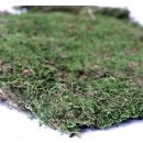 Terrario Shadow Forest Moss 35x30 cm