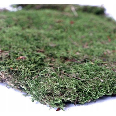 Terrario Shadow Forest Moss 35x30 cm – Zbozi.Blesk.cz
