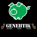 Genehtik Amnesia Bilbo semena neobsahují THC 5 ks – Zboží Dáma