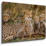 Obraz 1D - 100 x 70 cm - Mother cheetah and her cubs in the savannah. Kenya. Tanzania. Africa. National Park. Serengeti. Maasai Mara. An excellent illustration. Matka ge – Sleviste.cz