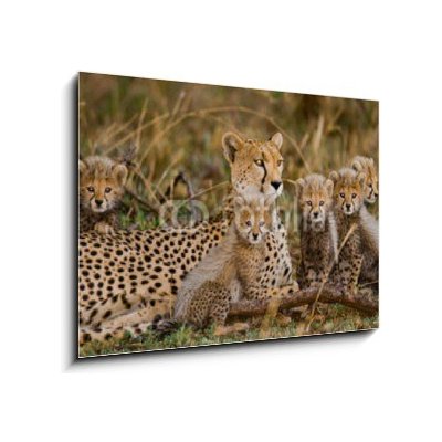 Obraz 1D - 100 x 70 cm - Mother cheetah and her cubs in the savannah. Kenya. Tanzania. Africa. National Park. Serengeti. Maasai Mara. An excellent illustration. Matka ge