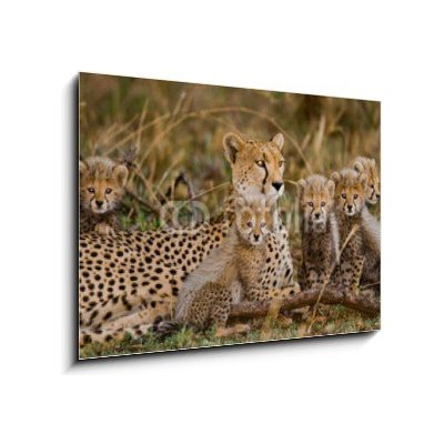 Obraz 1D - 100 x 70 cm - Mother cheetah and her cubs in the savannah. Kenya. Tanzania. Africa. National Park. Serengeti. Maasai Mara. An excellent illustration. Matka ge – Sleviste.cz