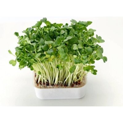 Toraf Microgreens, semínka na klíčky - Řeřicha 30g – Hledejceny.cz