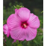 Ibišek bahenní Mallo Rose - Hibiscus moscheutos - prodej semen - 5 ks – Zboží Mobilmania