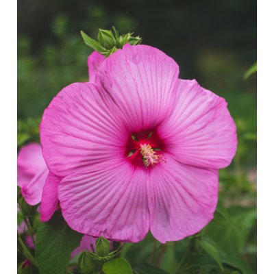 Ibišek bahenní Mallo Rose - Hibiscus moscheutos - prodej semen - 5 ks – Zboží Mobilmania