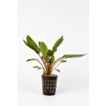 Cryptocoryne wendtii Green – Zbozi.Blesk.cz