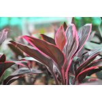 Cordyline Red edge – Zboží Dáma
