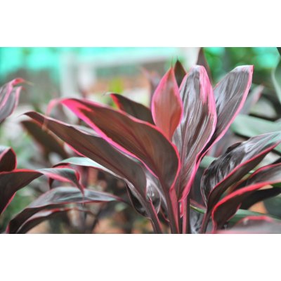 Cordyline Red edge – Zboží Dáma