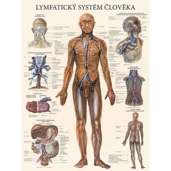 Vydavatelství Poznání Anatomický plakát - Lymfatický systém člověka 47 x 63 cm
