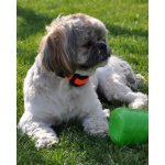 DogTrace d-control Easy mini – Zbozi.Blesk.cz