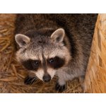 Vstup do Zoo Tábor – Hledejceny.cz