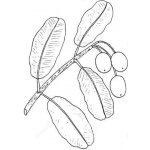 Alteya Tamanový olej 100% Bio 50 ml – Sleviste.cz